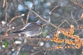 fieldfare, fieldfares, thrush-7